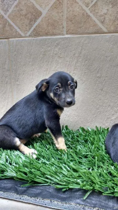 Cachorro raça indeterminada idade 2 a 6 meses nome Fofuras