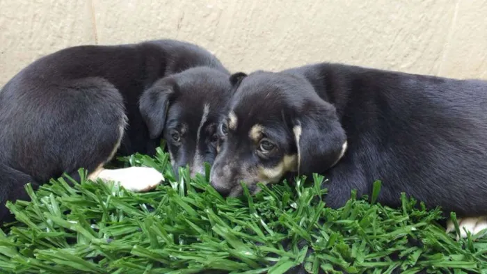 Cachorro raça indeterminada idade 2 a 6 meses nome Fofuras