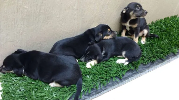 Cachorro raça indeterminada idade 2 a 6 meses nome Fofuras