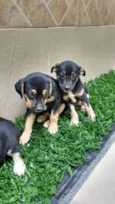 Fofuras