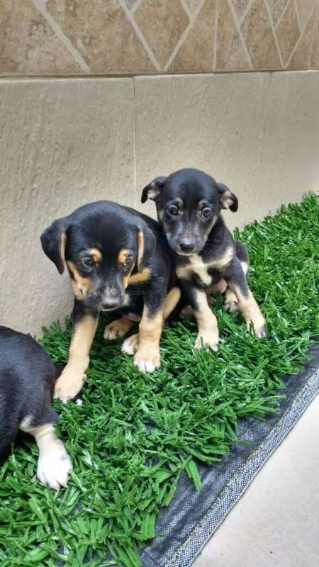 Cachorro raça indeterminada idade 2 a 6 meses nome Fofuras
