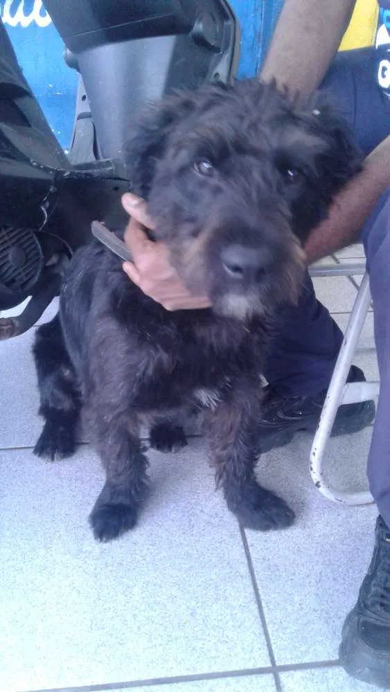 Cachorro ra a Não seu mistura  idade Abaixo de 2 meses nome Duk