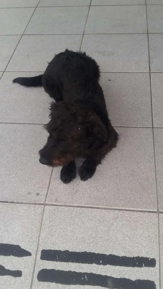 Cachorro ra a Não seu mistura  idade Abaixo de 2 meses nome Duk