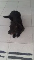 Duk