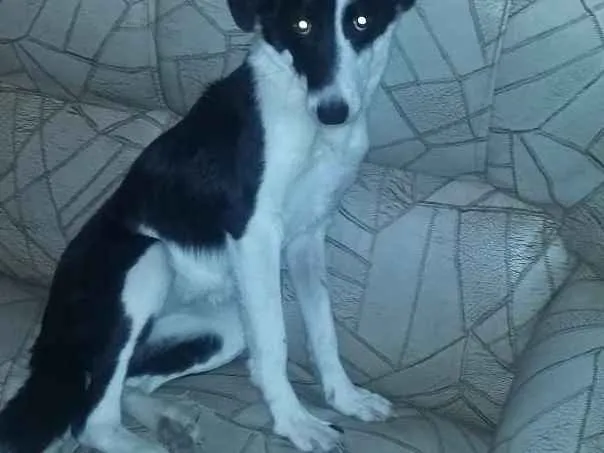 Cachorro ra a viralata idade 7 a 11 meses nome luna