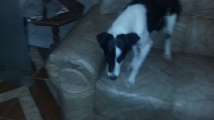 Cachorro ra a viralata idade 7 a 11 meses nome luna