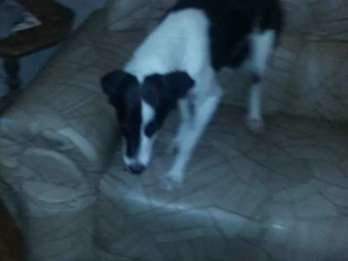 Cachorro ra a viralata idade 7 a 11 meses nome luna