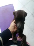 Cacau
