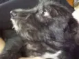 Liú
