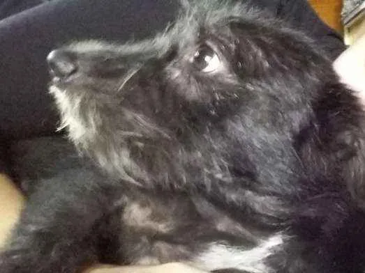 Cachorro ra a SRD idade 5 anos nome Liú