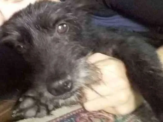 Cachorro ra a SRD idade 5 anos nome Liú
