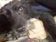 Liú