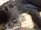 Cachorro raça SRD idade 5 anos nome Liú