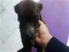 Cachorro raça SRD idade 5 anos nome Cacau