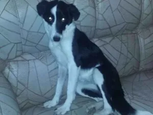 Cachorro raça viralata idade 7 a 11 meses nome luna