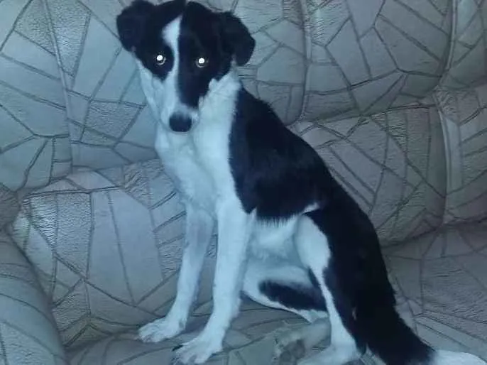 Cachorro ra a viralata idade 7 a 11 meses nome luna