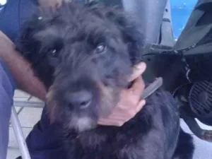 Cachorro raça Não seu mistura  idade Abaixo de 2 meses nome Duk