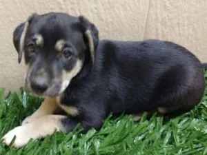 Cachorro raça indeterminada idade 2 a 6 meses nome Fofuras