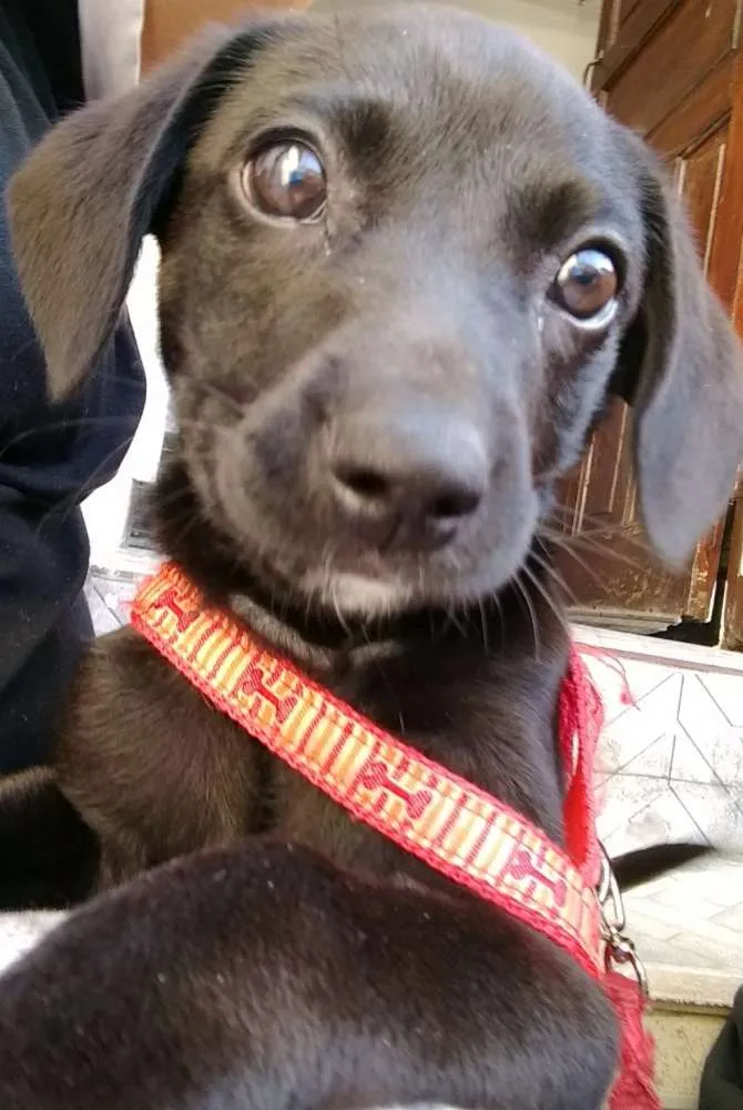 Cachorro ra a Vira lata  idade 2 a 6 meses nome Lana