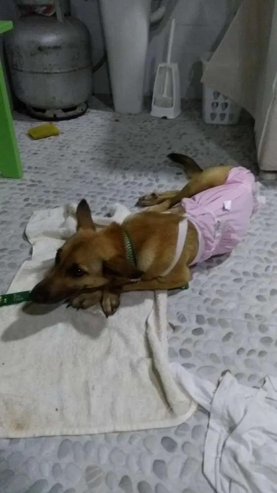 Cachorro ra a Srd idade 1 ano nome Magali