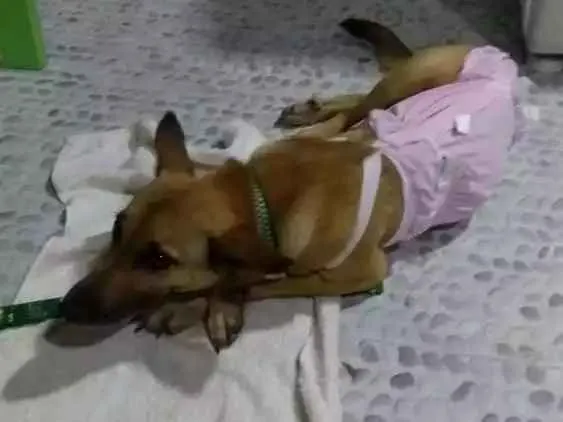 Cachorro ra a Srd idade 1 ano nome Magali