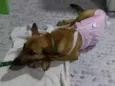Magali