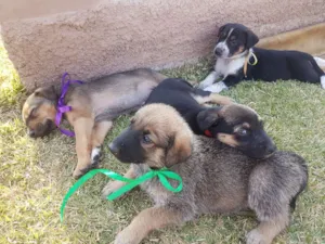 Cachorro raça SRD idade Abaixo de 2 meses nome Não definido ainda