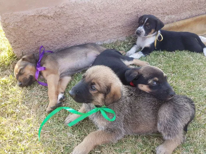 Cachorro ra a SRD idade Abaixo de 2 meses nome Não definido ainda