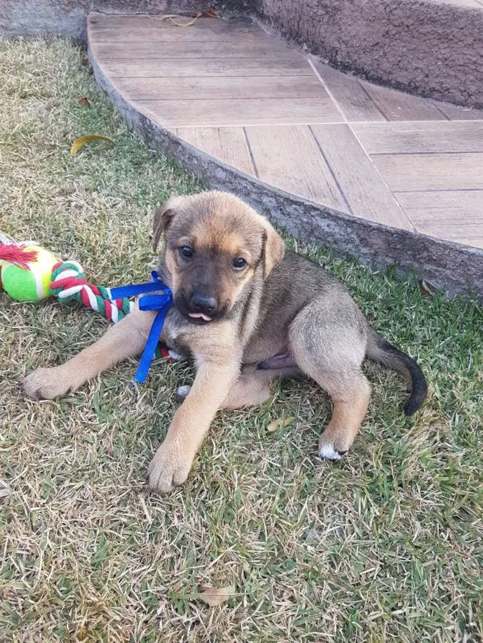 Cachorro ra a SRD idade Abaixo de 2 meses nome Não definido ainda