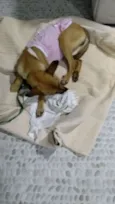 Magali