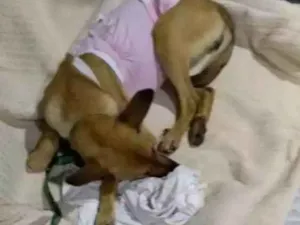 Cachorro raça Srd idade 1 ano nome Magali