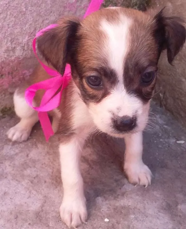 Cachorro raça  idade 2 a 6 meses nome Filhotes
