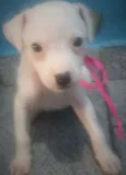 Filhotes