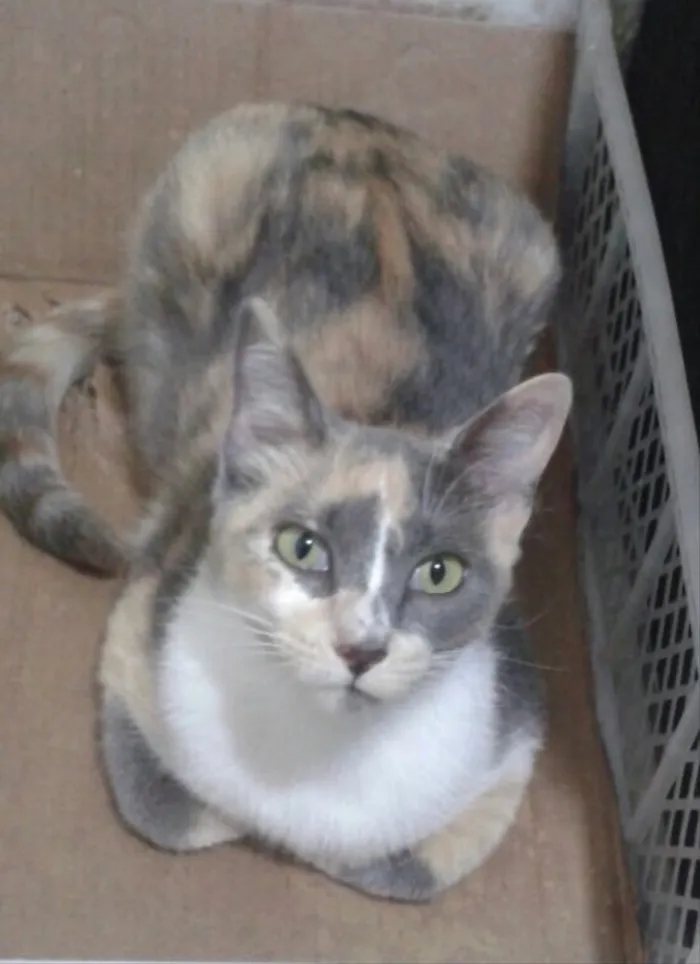 Gato ra a SRD idade 7 a 11 meses nome Avelã