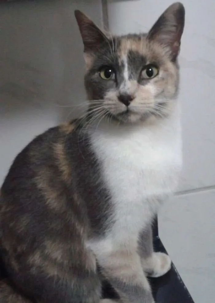 Gato ra a SRD idade 7 a 11 meses nome Avelã