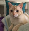 MARSHMALLOW