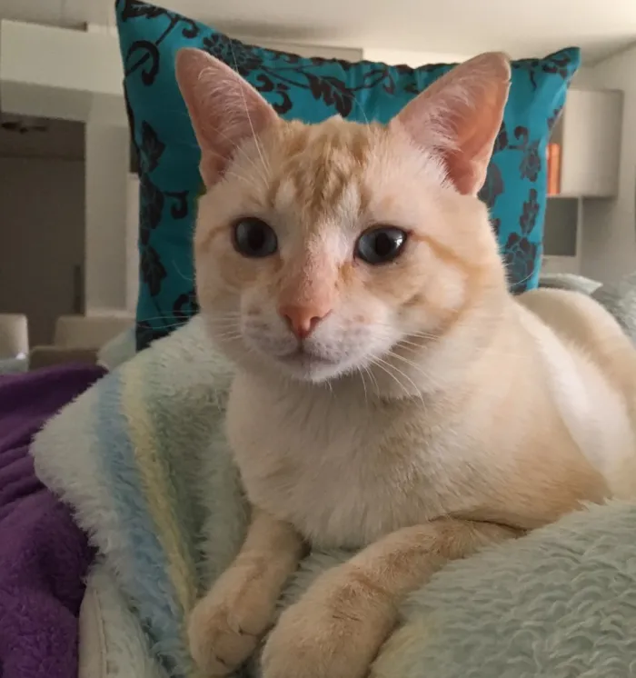 Gato ra a SRD idade 7 a 11 meses nome MARSHMALLOW