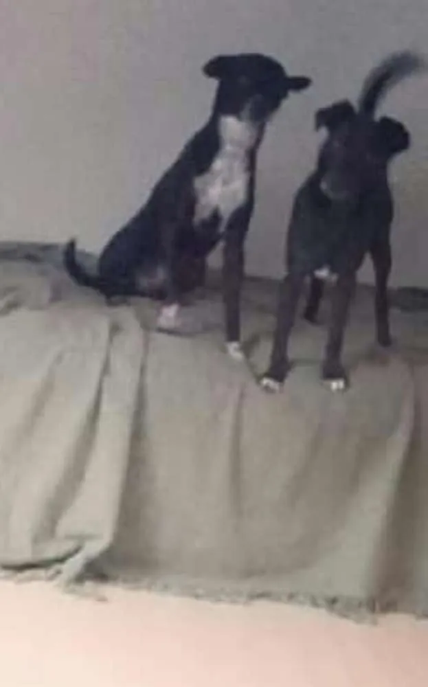 Cachorro ra a Vira lata idade 2 anos nome Drake 