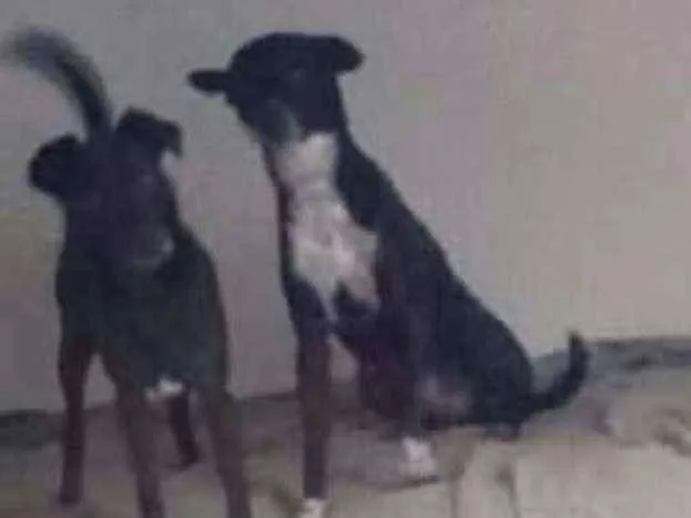 Cachorro ra a Vira lata idade 2 anos nome Drake 