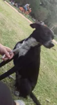 Pongo