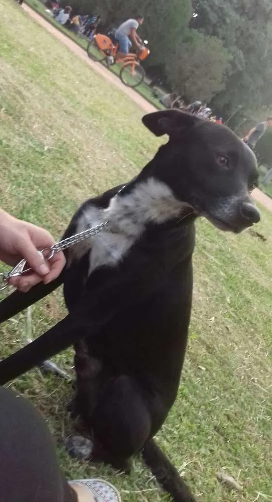 Cachorro ra a Vira lata idade 4 anos nome Pongo