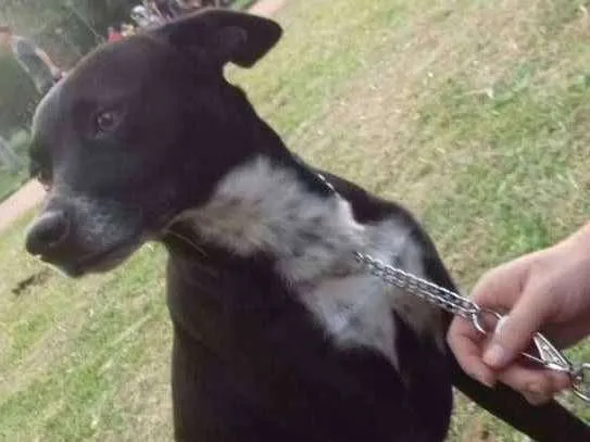 Cachorro ra a Vira lata idade 4 anos nome Pongo