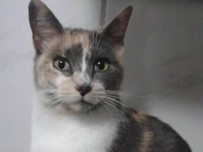 Gato ra a SRD idade 7 a 11 meses nome Avelã