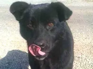 Cachorro raça srd idade 1 ano nome preta