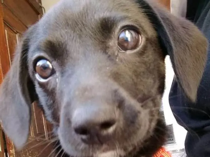 Cachorro ra a Vira lata  idade 2 a 6 meses nome Lana