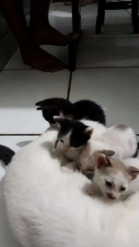 Gato raça  idade Abaixo de 2 meses nome não possuem nomes 