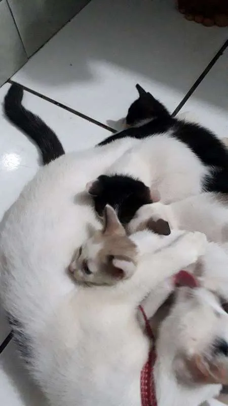 Gato raça  idade Abaixo de 2 meses nome não possuem nomes 