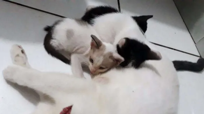 Gato raça  idade Abaixo de 2 meses nome não possuem nomes 