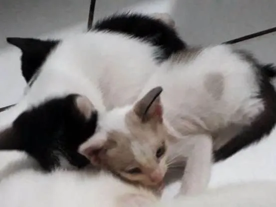 Gato raça  idade Abaixo de 2 meses nome não possuem nomes 