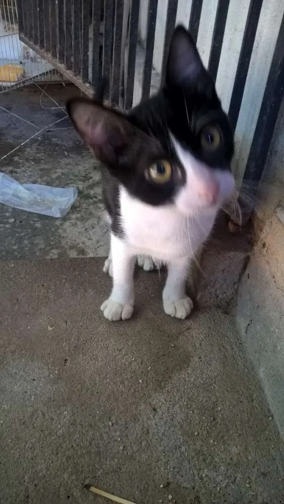 Gato ra a sem raça definida idade 2 a 6 meses nome sem nome